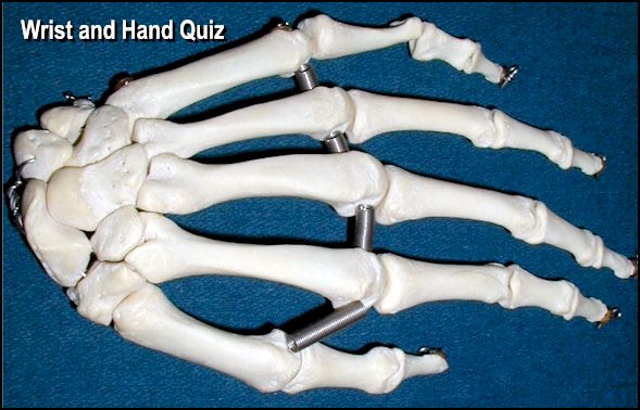 Quiz Wrist and Hand Bones Answers
