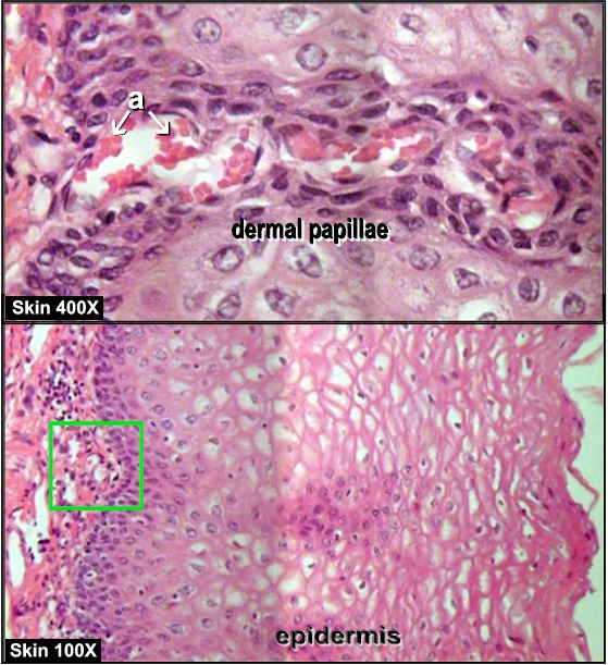 Non-keratinzed Integument 2