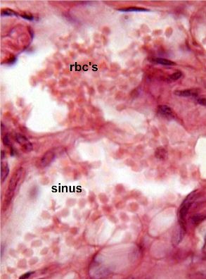 Male Hormone Replacement Therapy Houston, TX